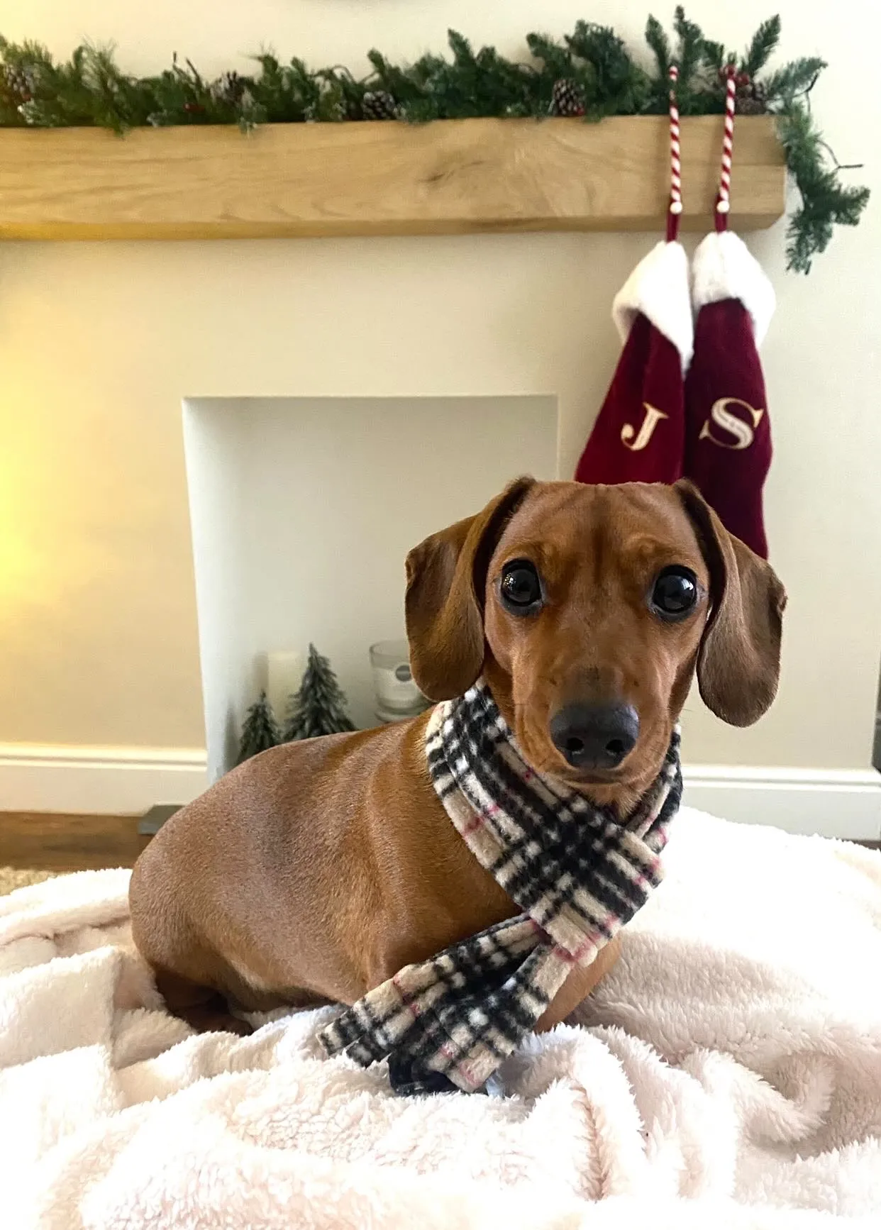 Beige Highland Tartan Fleece Pet Scarf