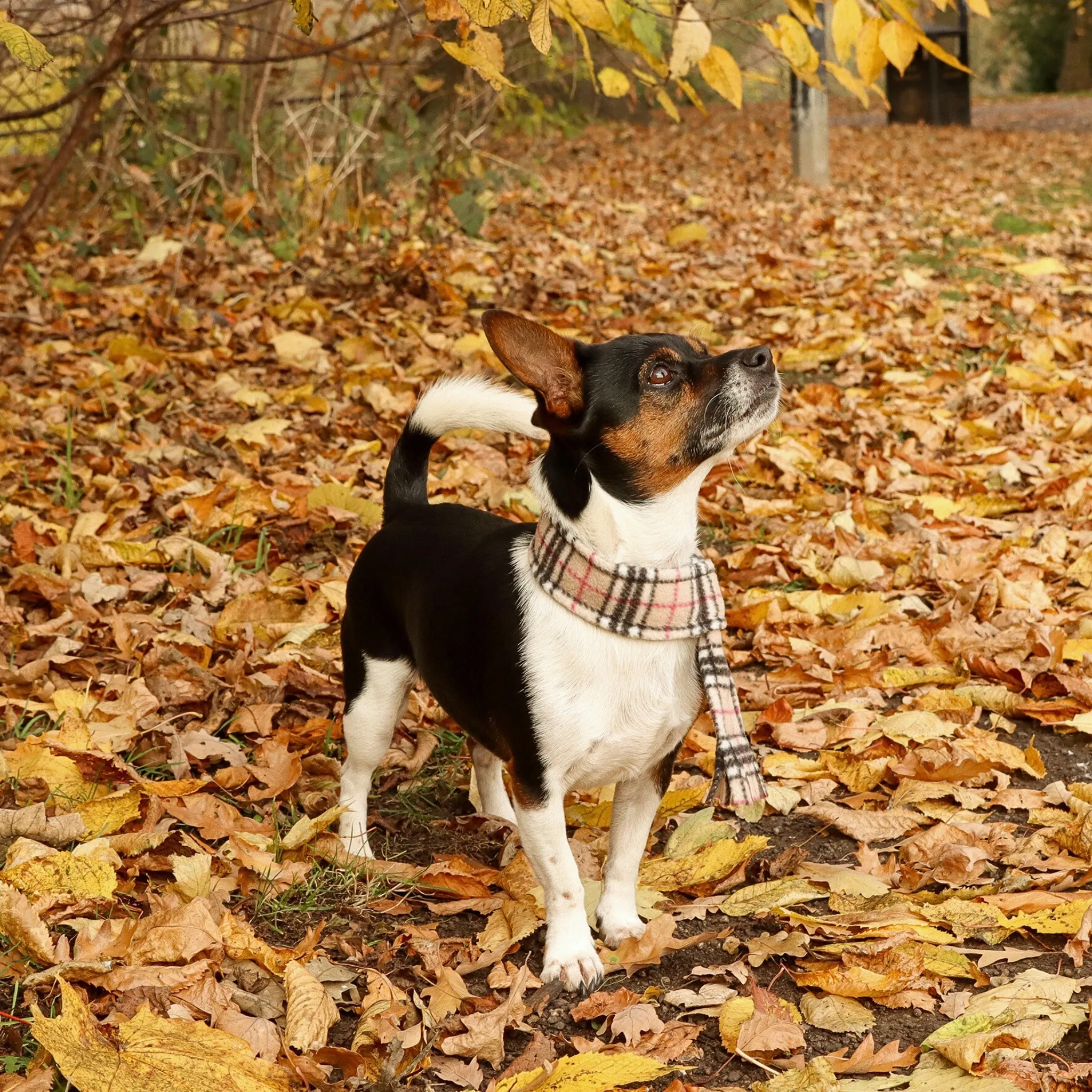 Beige Highland Tartan Fleece Pet Scarf