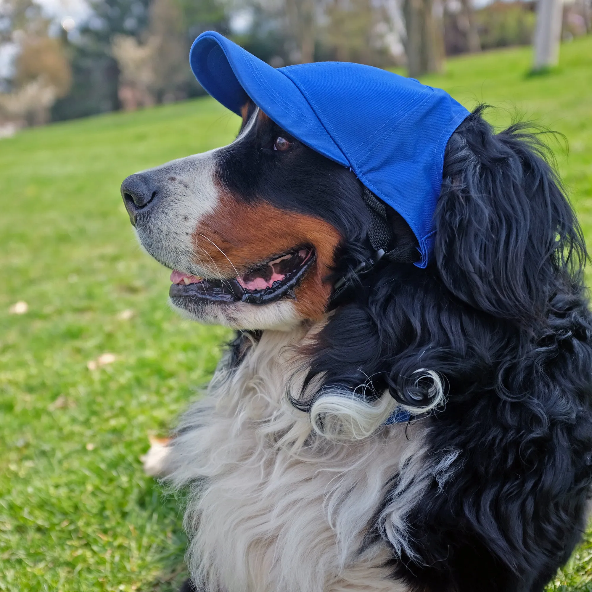 Buffalo Sabres Pet Baseball Hat