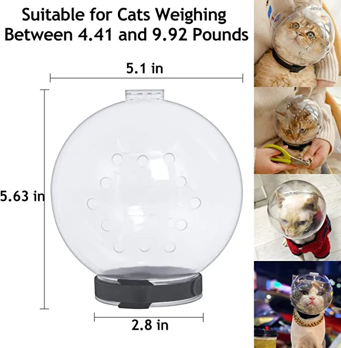 Cat Muzzle Cat Transparent Muzzle