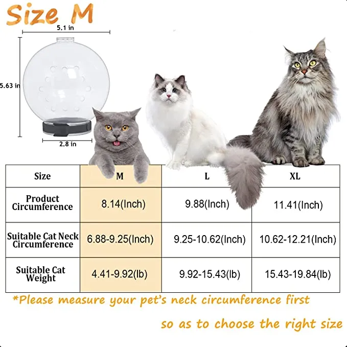 Cat Muzzle Cat Transparent Muzzle