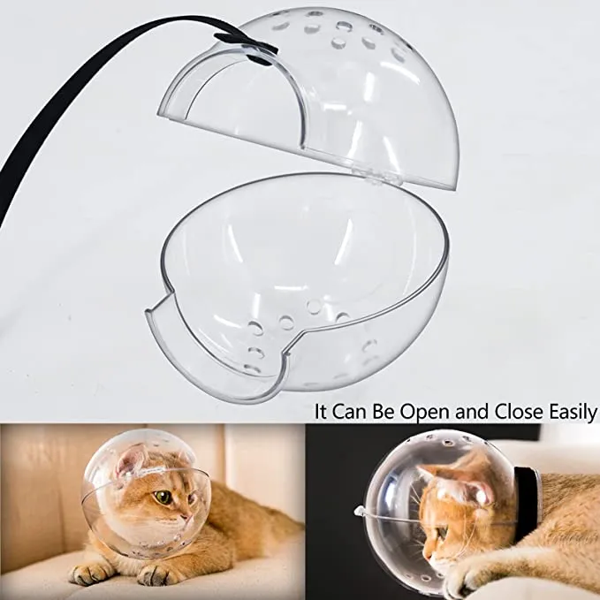 Cat Muzzle Cat Transparent Muzzle