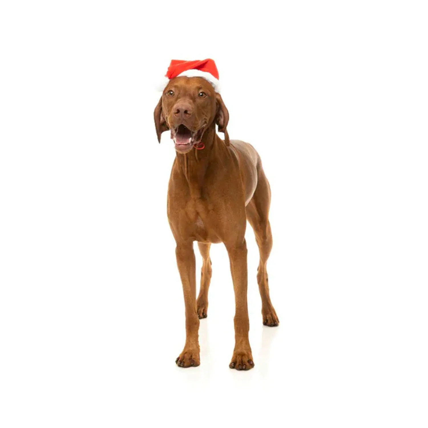 Fuzzyard Howlidays Santa Hat - Christmas