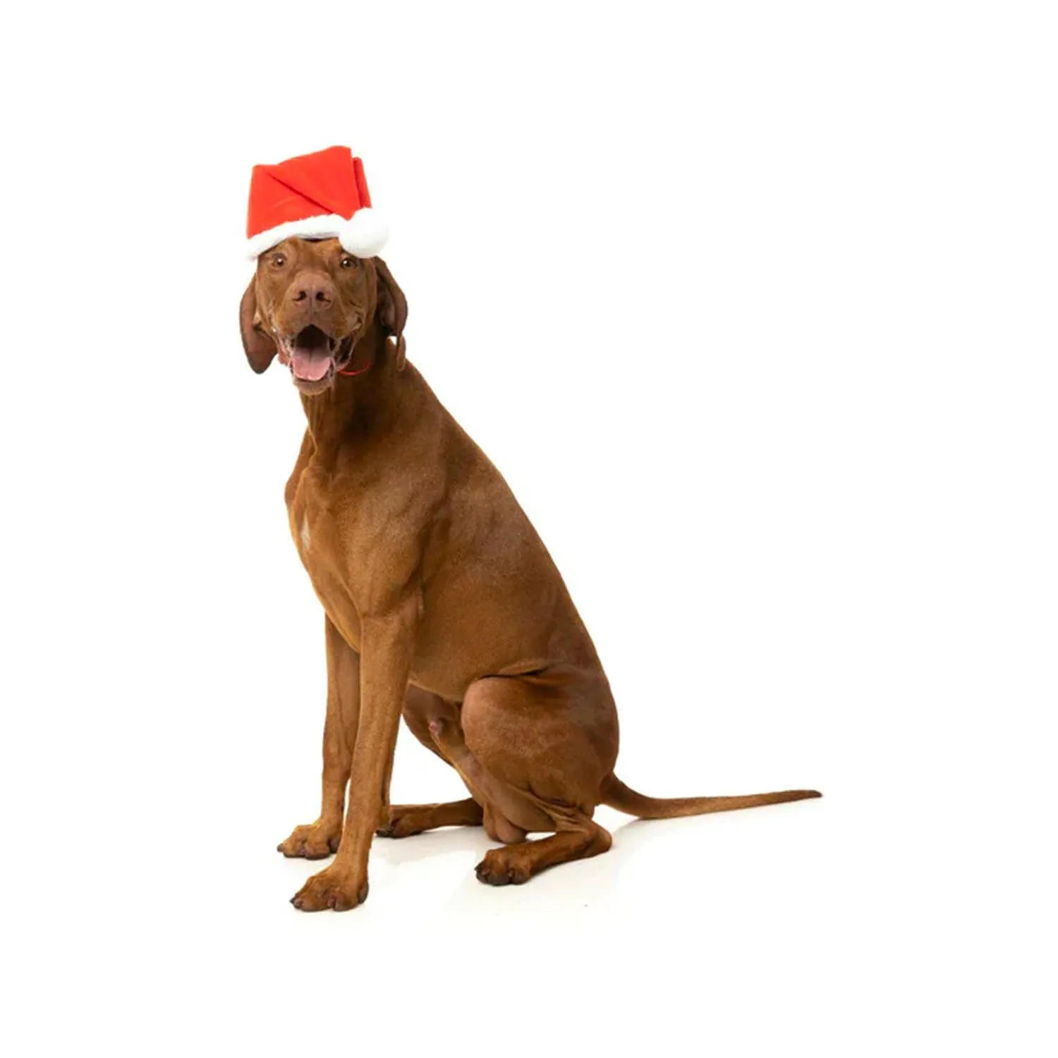 Fuzzyard Howlidays Santa Hat - Christmas