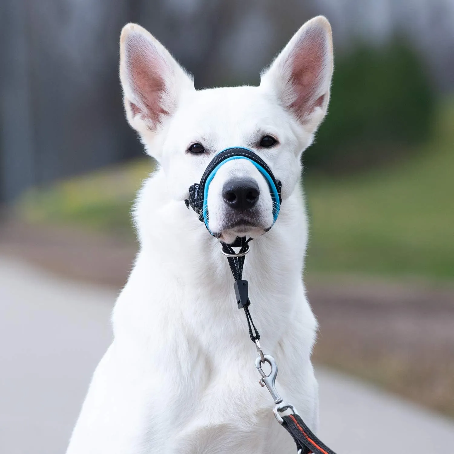 GoodBoy Dog Head Halter with Safety Strap - Stops Heavy Pulling On The Leash - Padded Headcollar for Small Medium and Large Dog Sizes - Head Collar Training Guide Included (Size 2, Blue)
