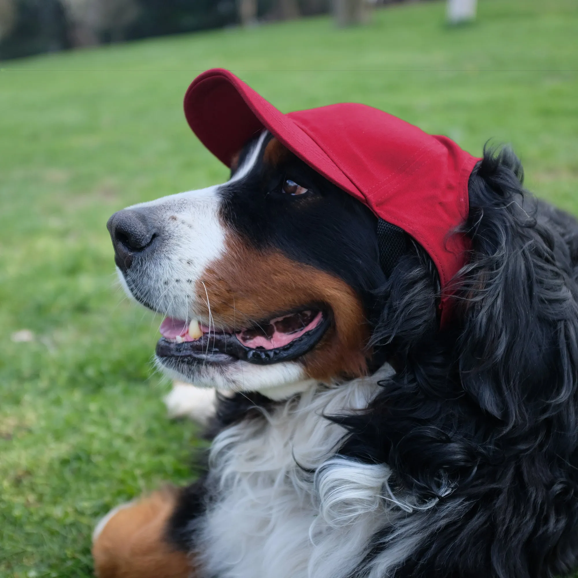 Indiana University Pet Baseball Hat