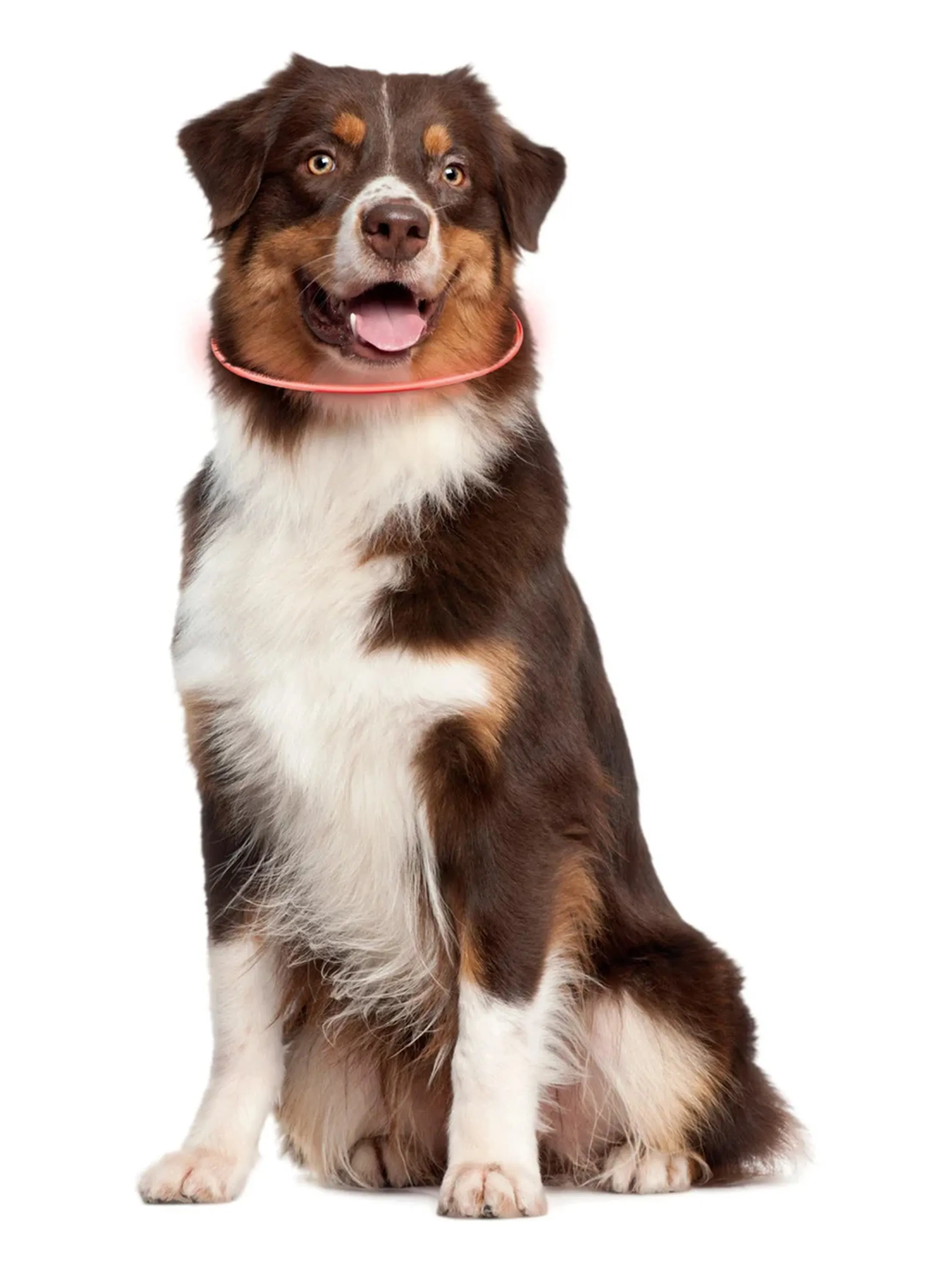 Led Dog Collar