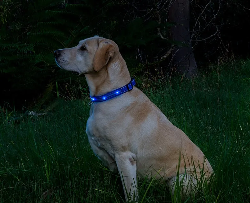 Loomo LED Dog Collar Blue