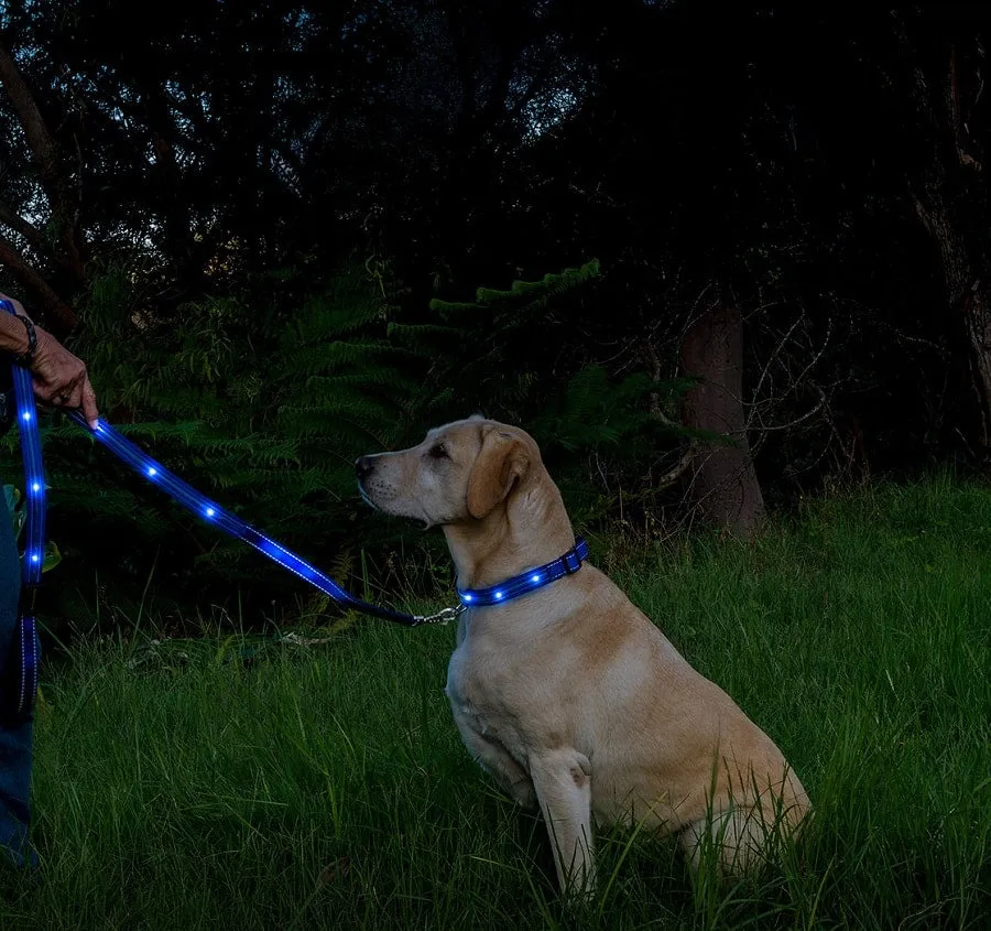 Loomo LED Dog Collar Blue