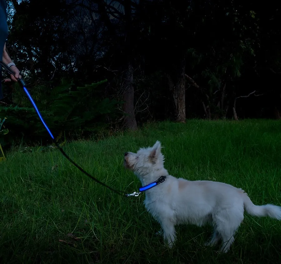 Loomo Moonshine LED Dog Lead Blue