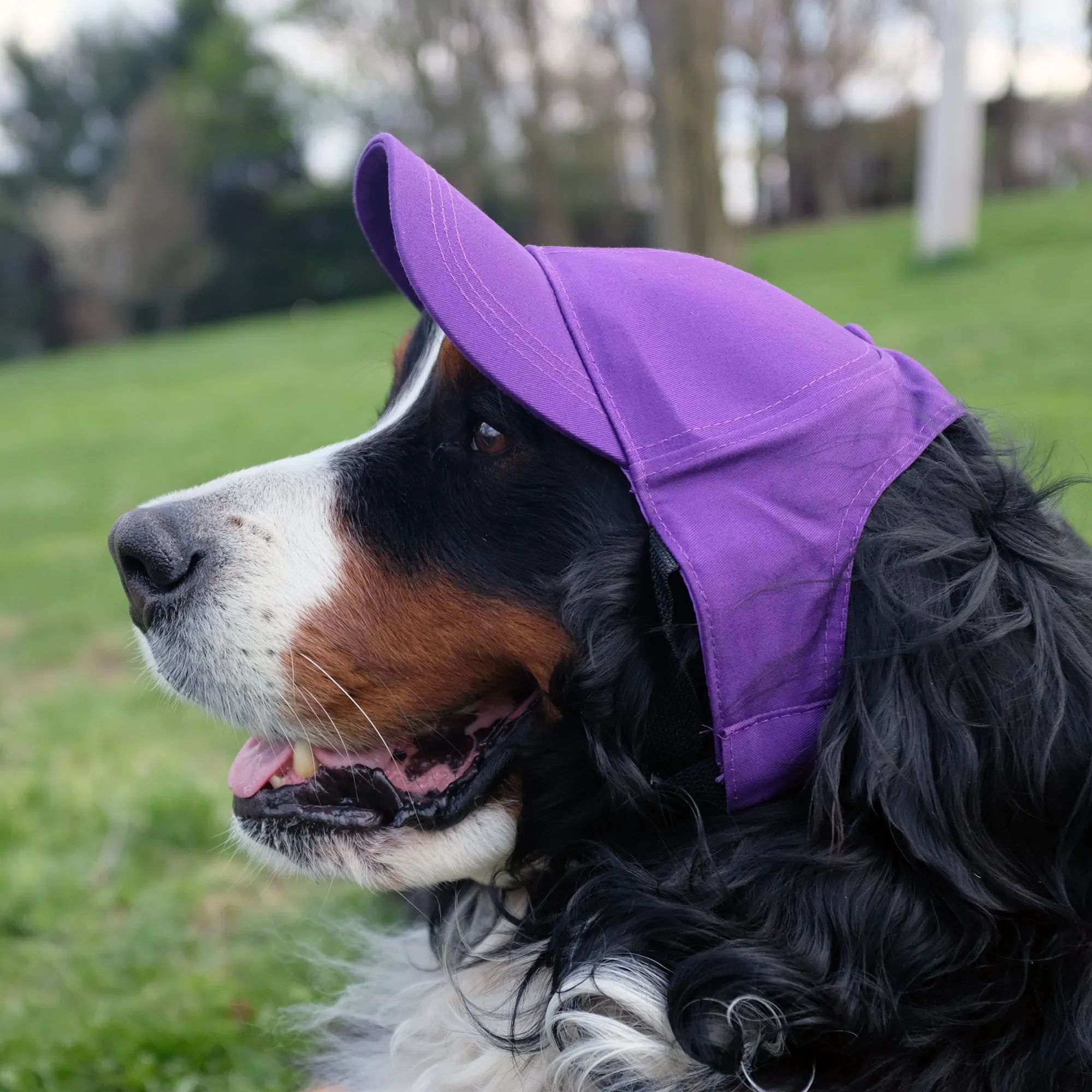 Minnesota Vikings Pet Baseball Hat