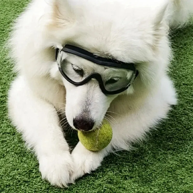 Pat and Pet Emporium | Pet Sunglasses | UV Plastic Goggles