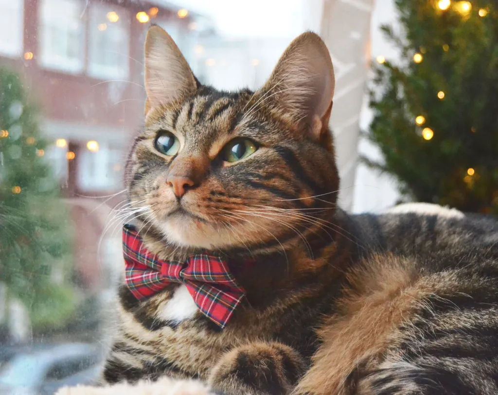 Pet Bow Tie - "Hearthside" - Classic Red Tartan Plaid - Fall / Christmas / Winter - Detachable Bowtie for Cats   Dogs