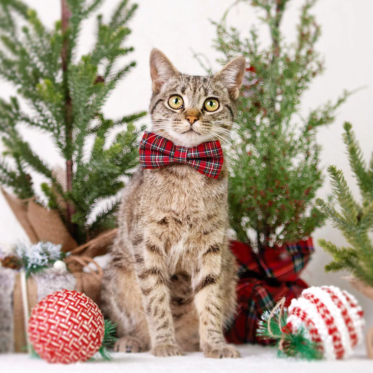 Pet Bow Tie - "Hearthside" - Classic Red Tartan Plaid - Fall / Christmas / Winter - Detachable Bowtie for Cats   Dogs