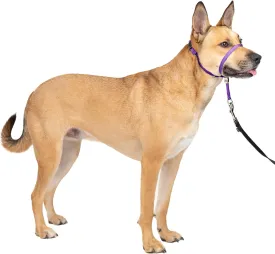 PetSafe Gentle Leader No-Pull Dog Headcollar - The Ultimate Solution to Pulling - Redirects Your Dog's Pulling for Easier Walks - Helps You Regain Control - Medium, Deep Purple