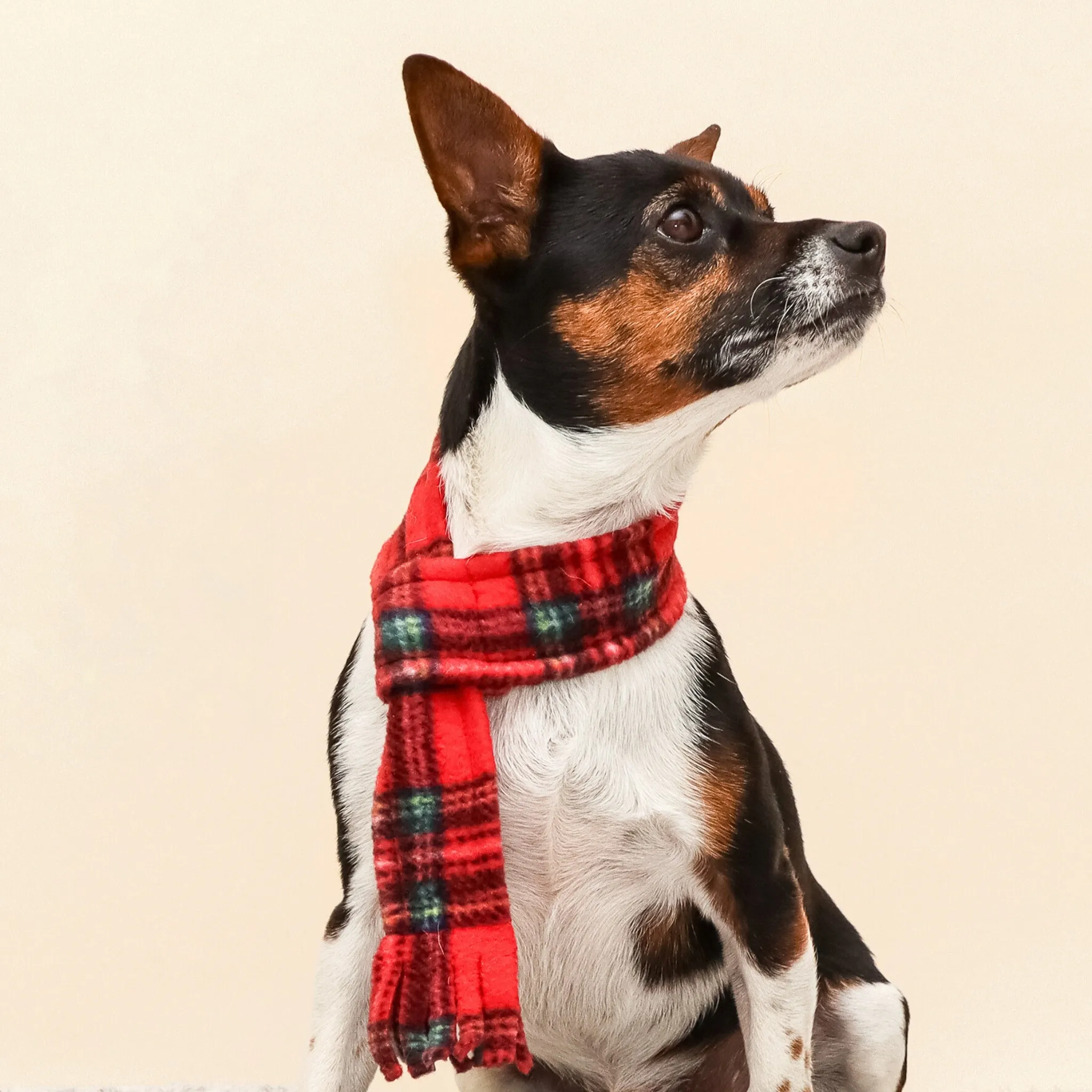 Royal Stewart Highland Tartan Fleece Pet Scarf