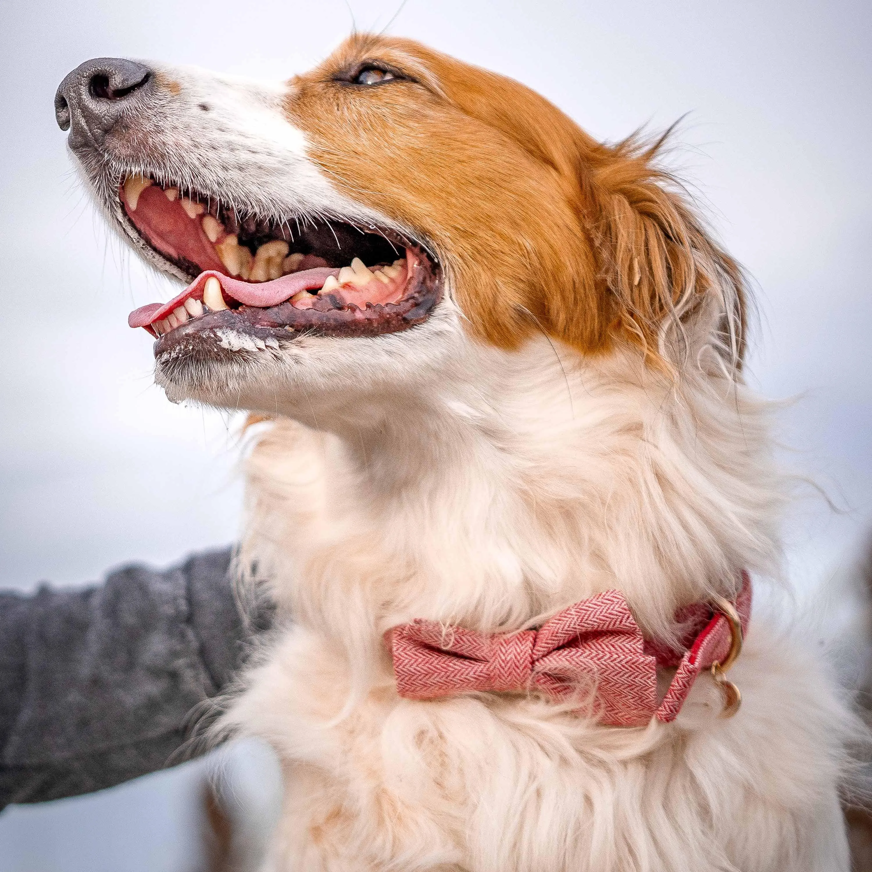Textured Tweed Dog Collar
