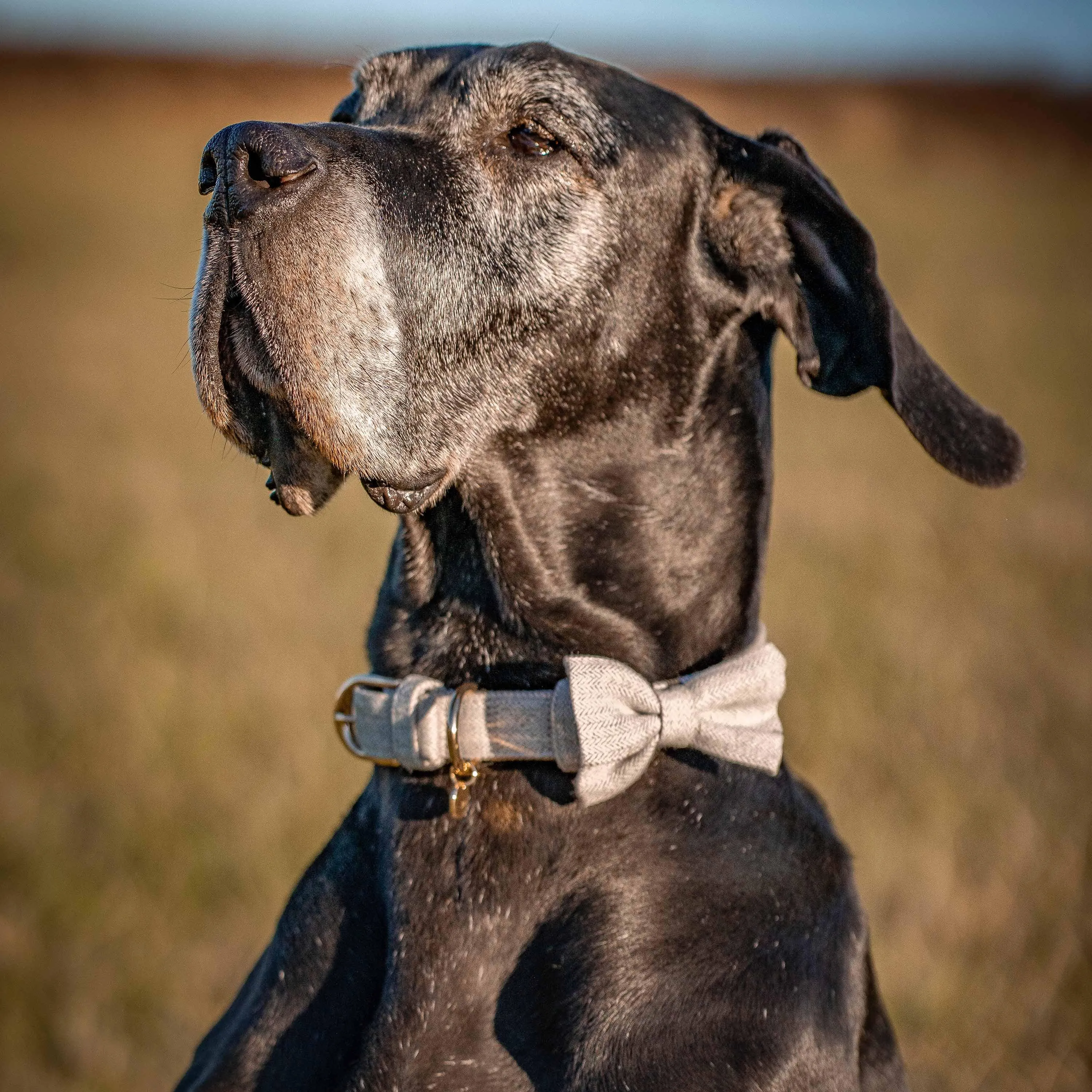 Textured Tweed Dog Collar