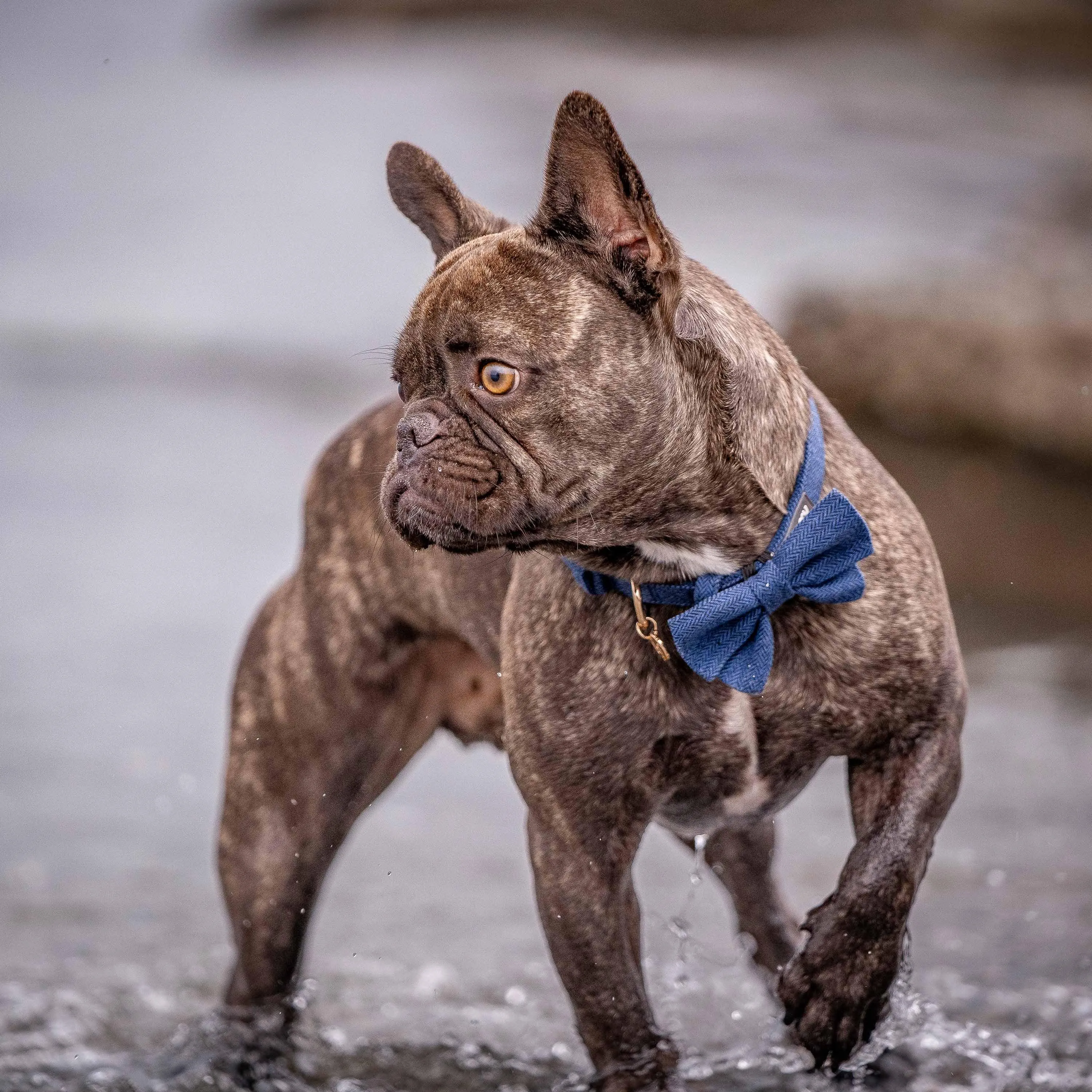 Textured Tweed Dog Collar