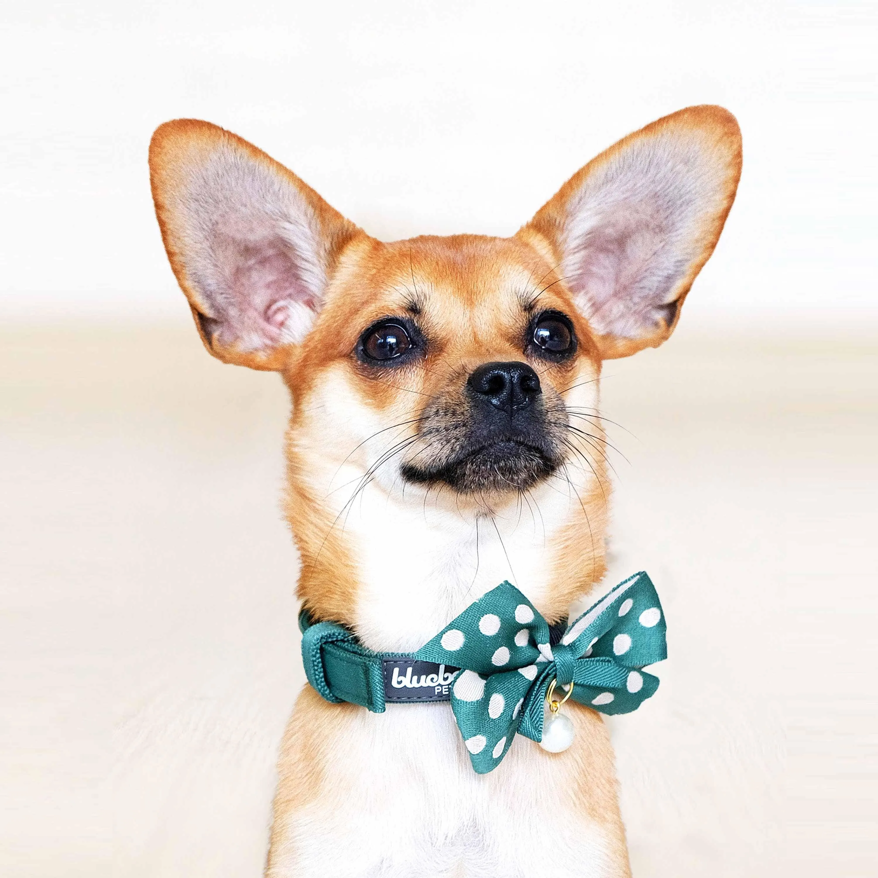 The Most Coveted Dog Collar with Bowtie & Pearl