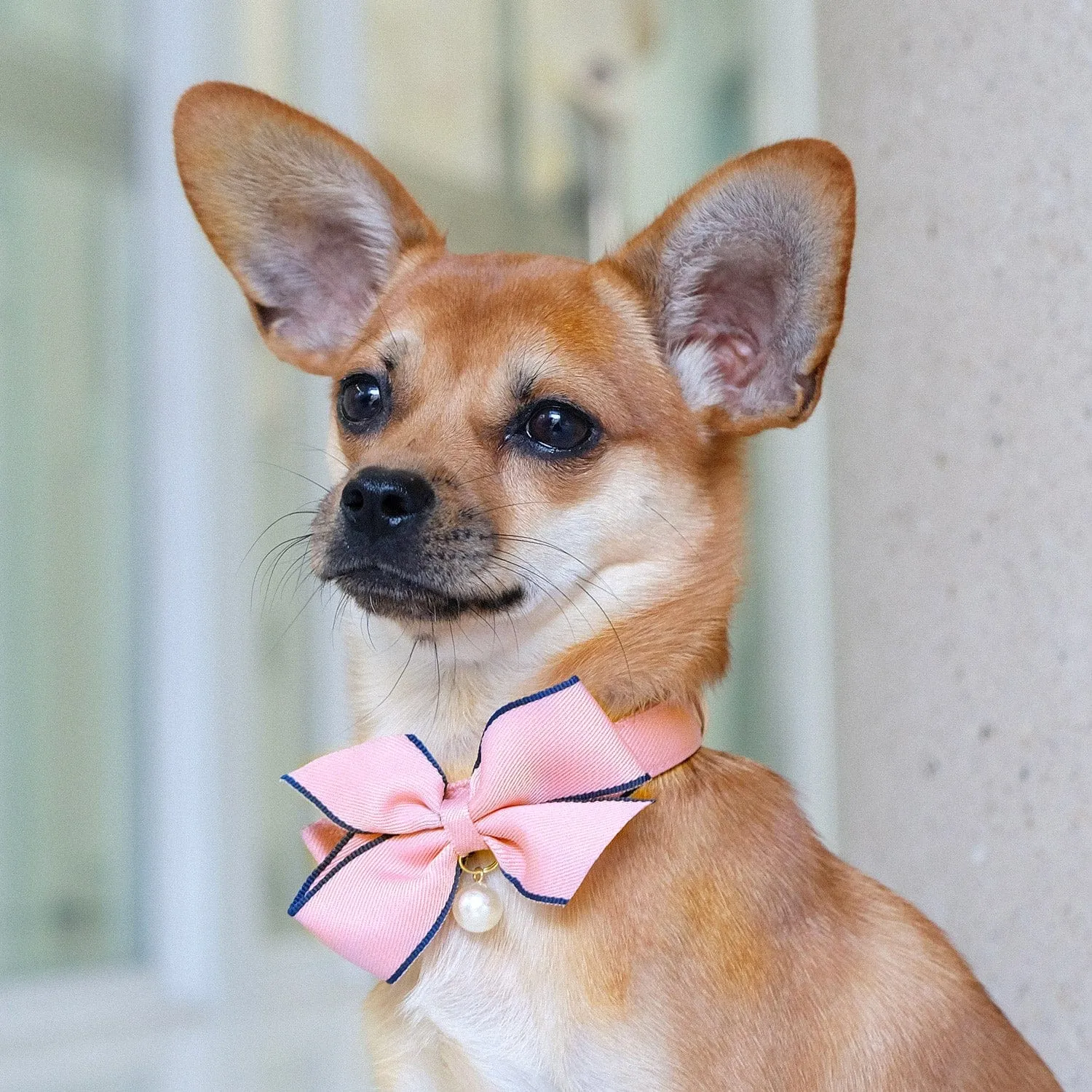 The Most Coveted Dog Collar with Bowtie & Pearl