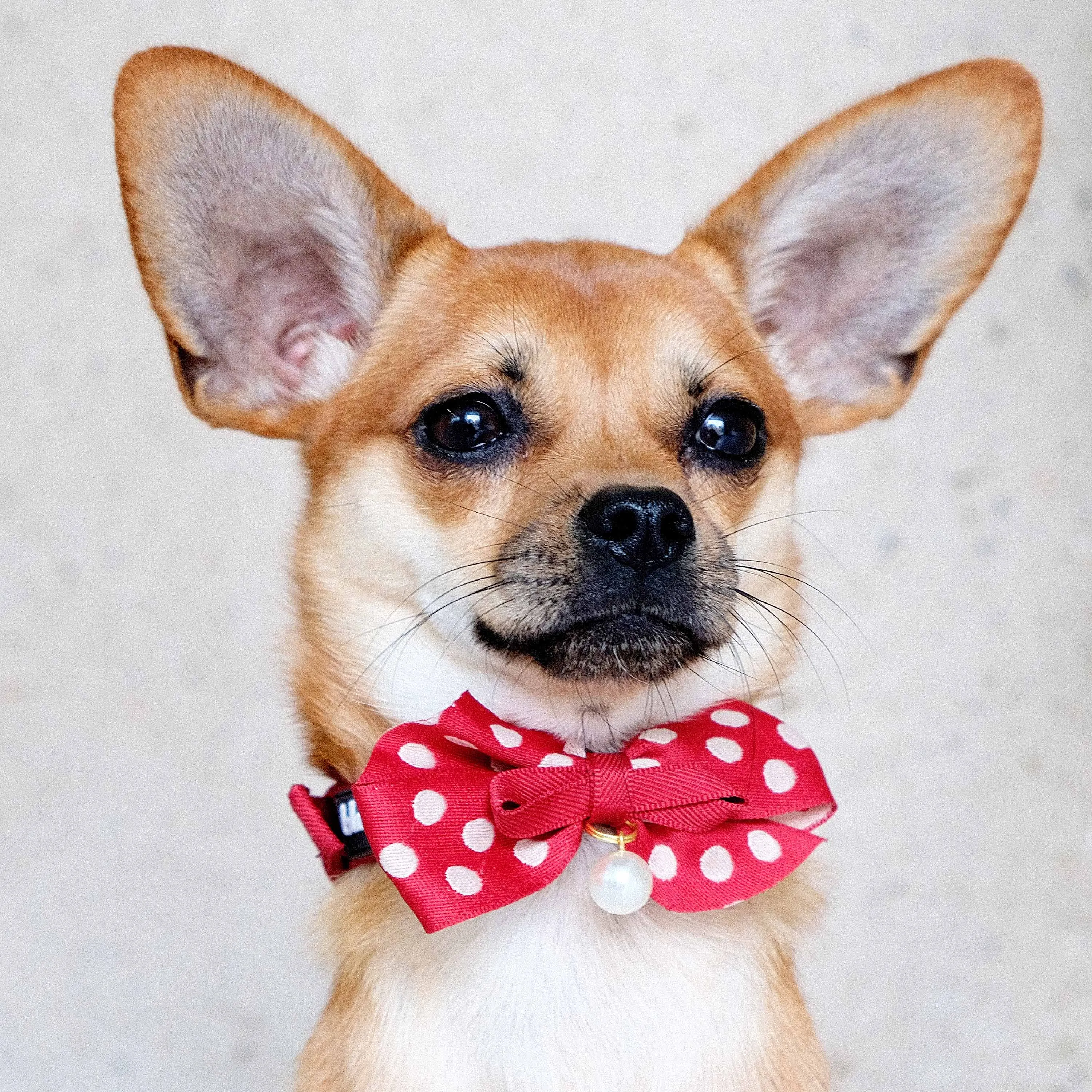 The Most Coveted Dog Collar with Bowtie & Pearl