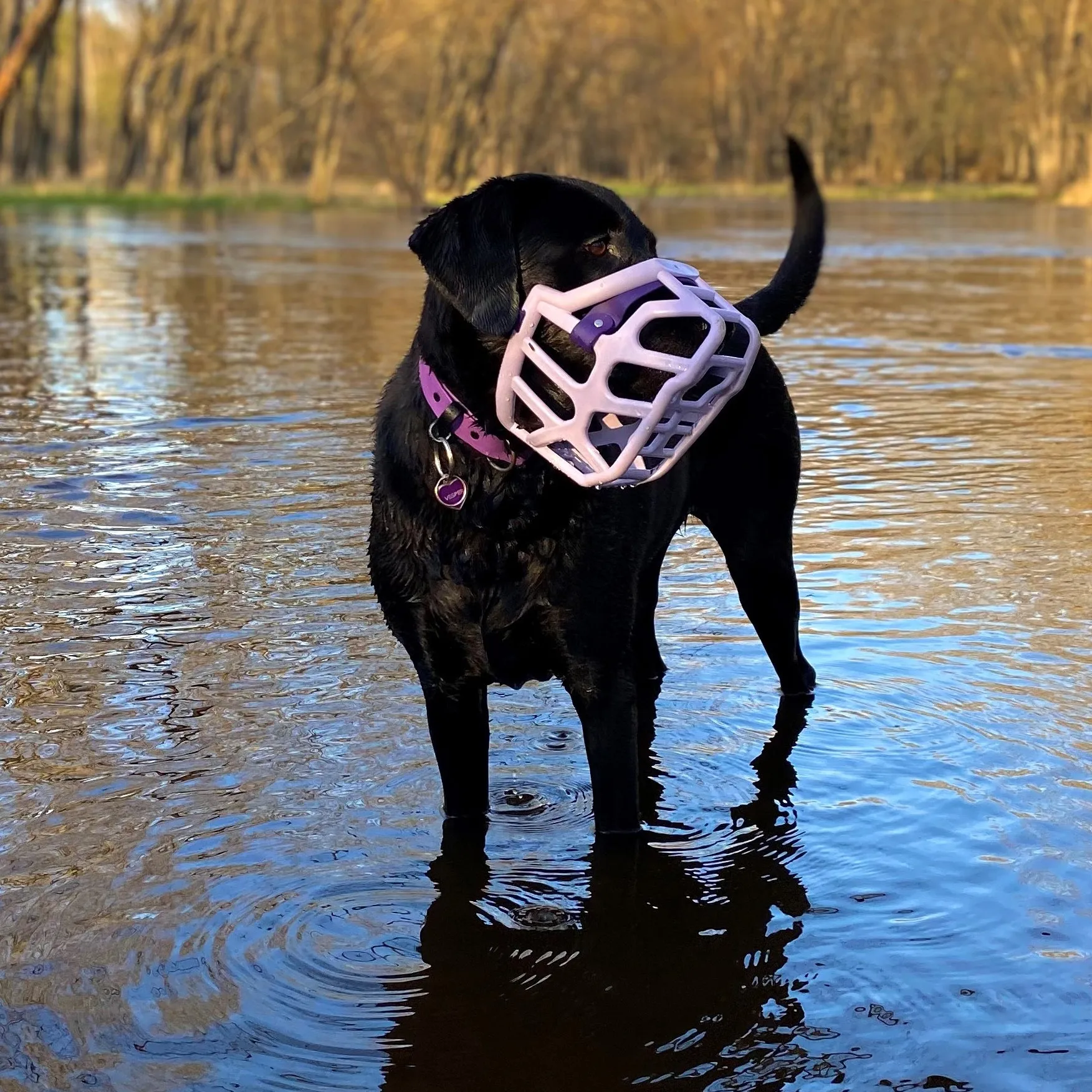 The Muzzle Movement Size Taz (Wholesale)