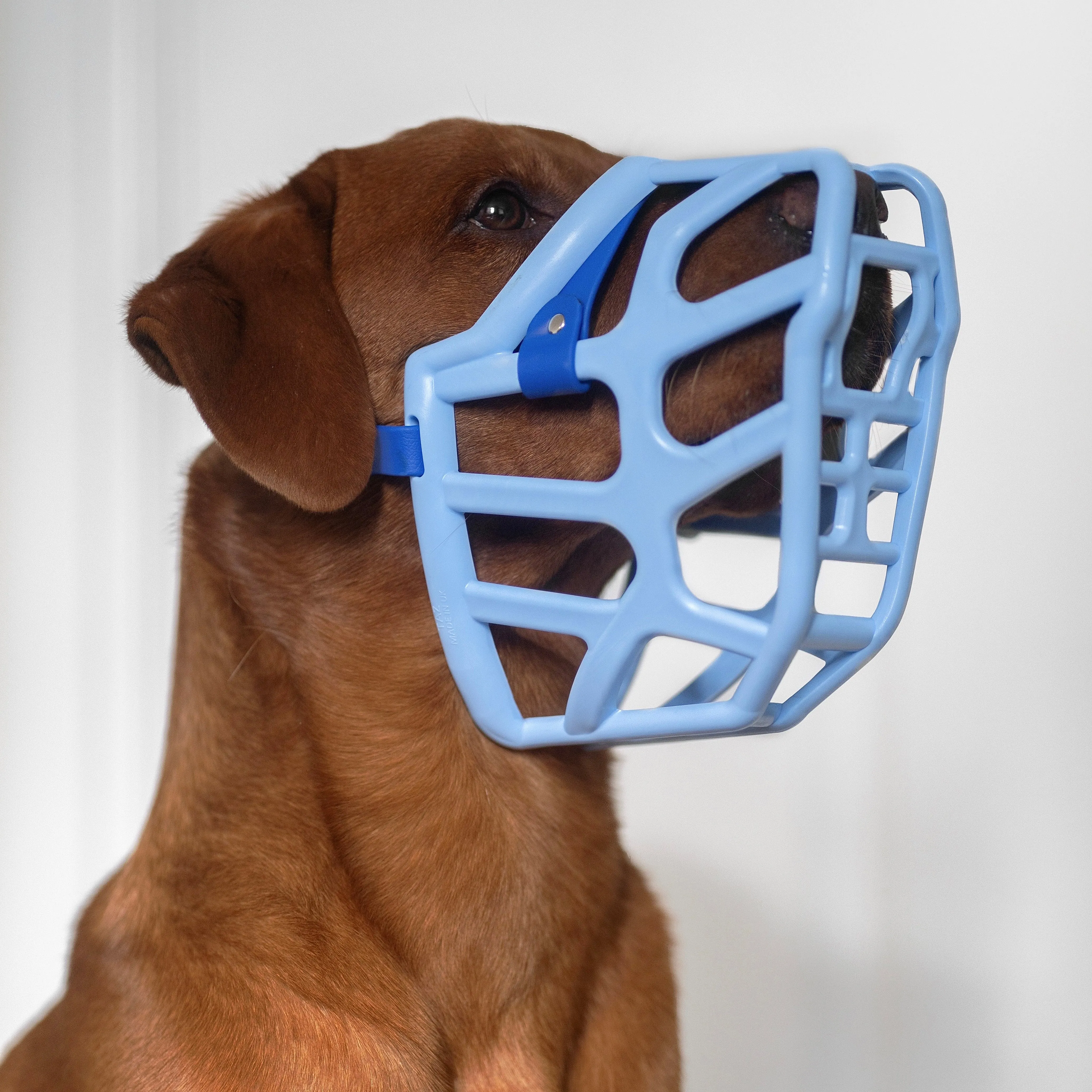 The Muzzle Movement Size Taz (Wholesale)