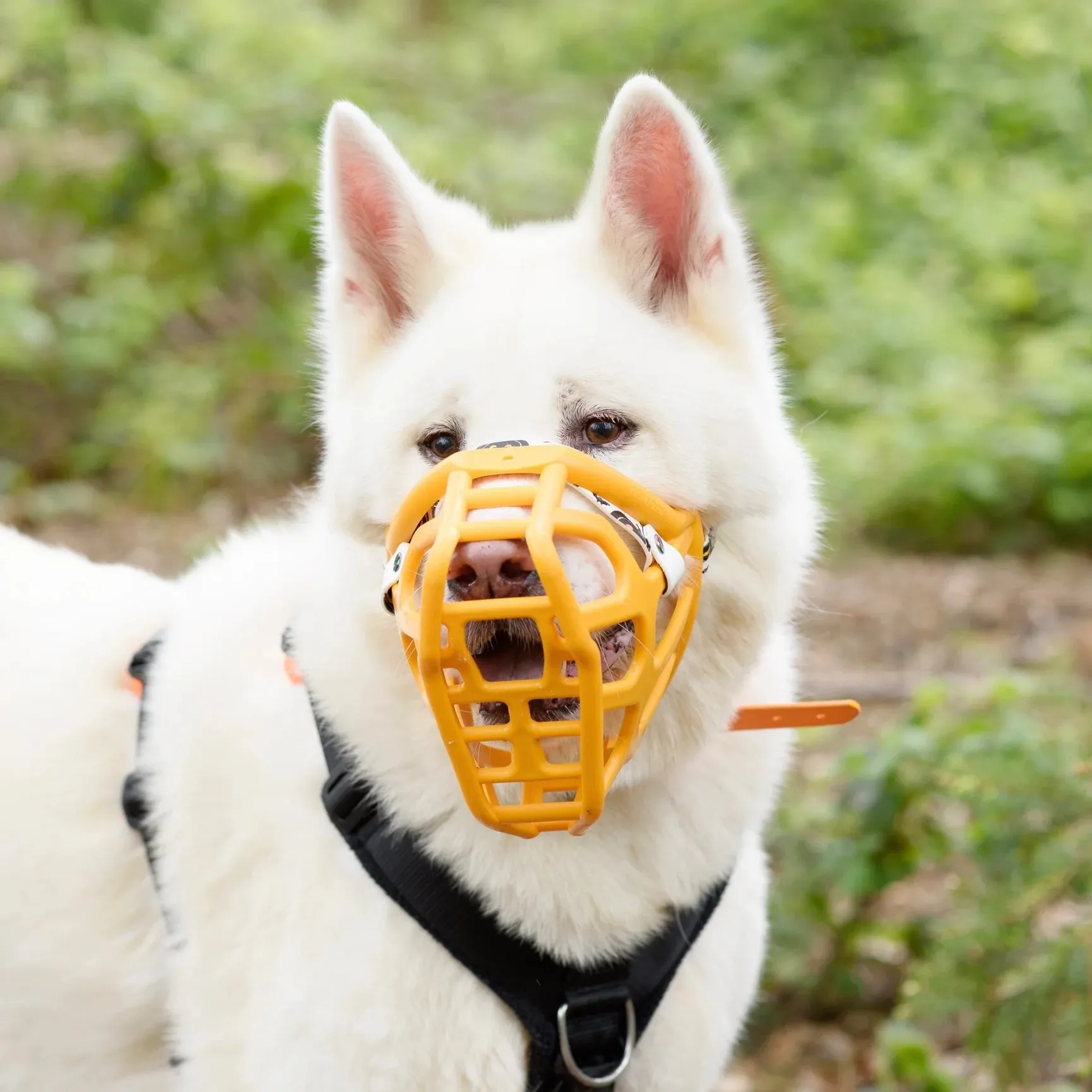 The Muzzle Movement Size Taz (Wholesale)