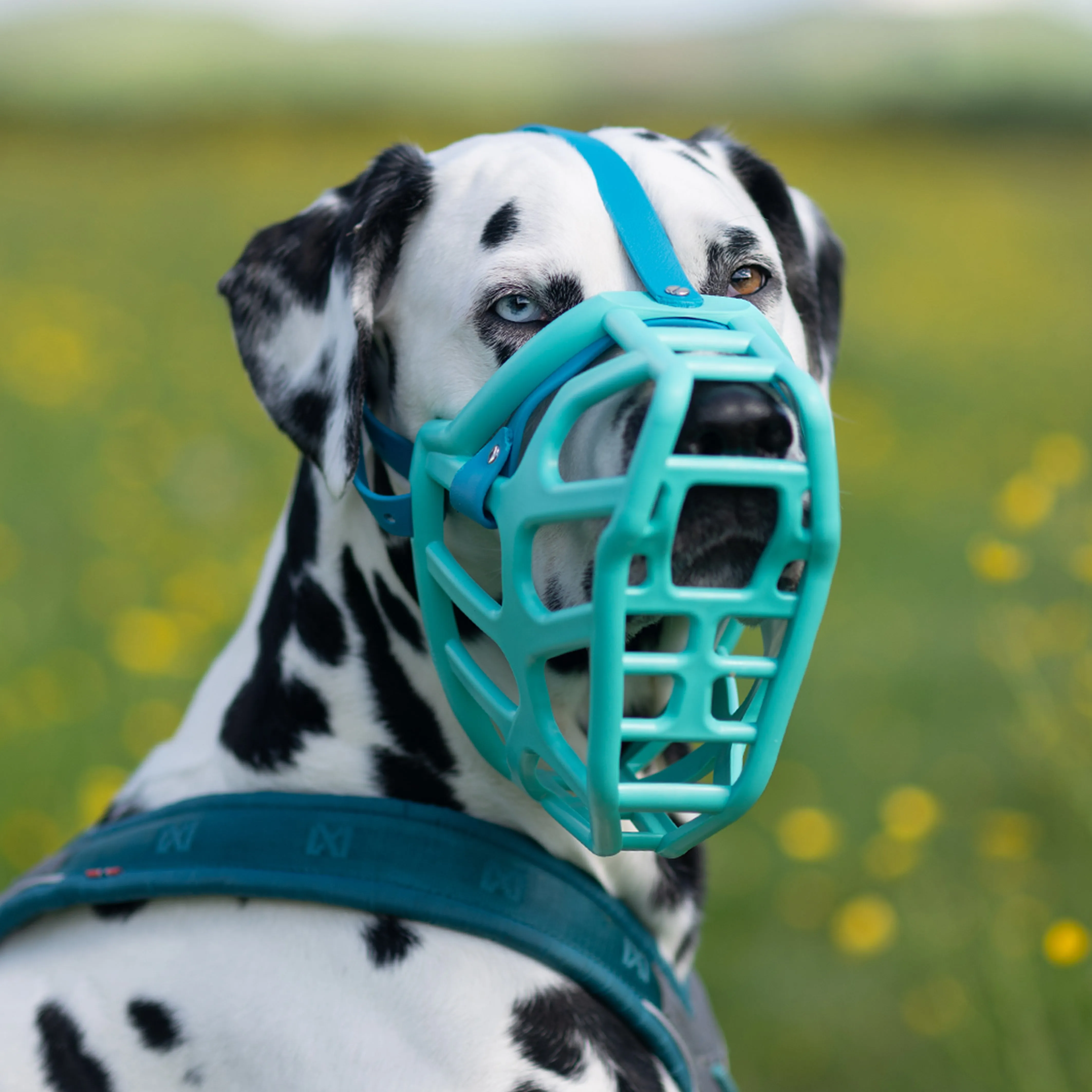 The Muzzle Movement Size Taz (Wholesale)
