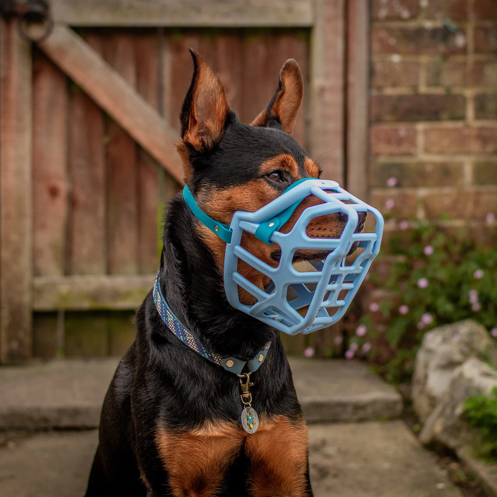 The Muzzle Movement Size Taz (Wholesale)