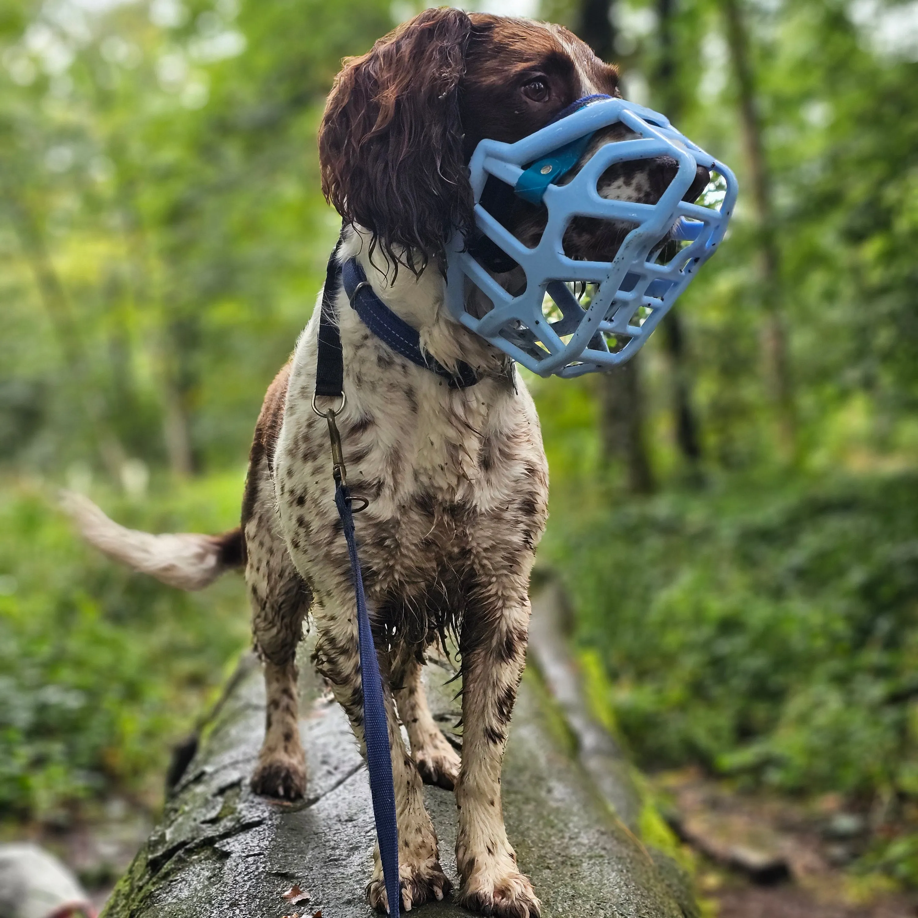 The Muzzle Movement Size Taz (Wholesale)