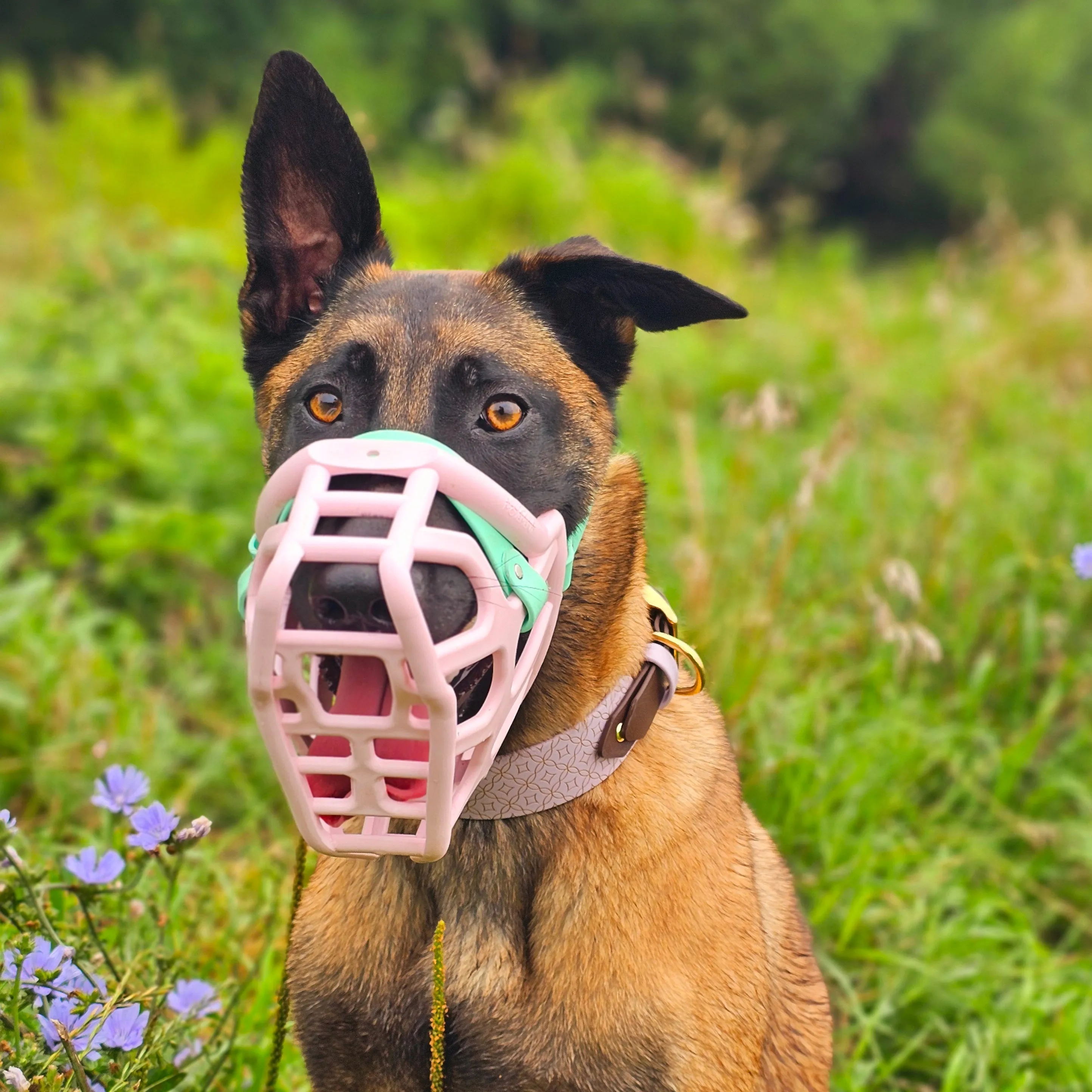 The Muzzle Movement Size Taz (Wholesale)