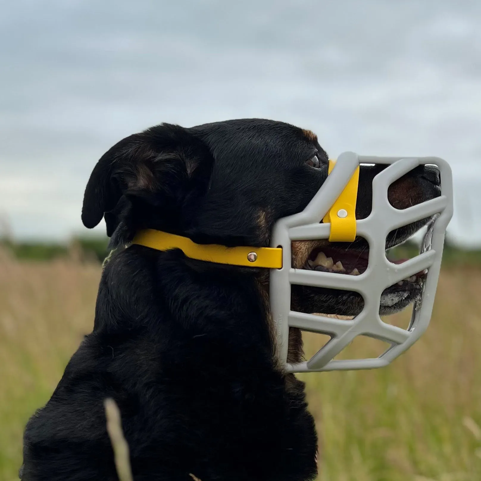 The Muzzle Movement Size Taz (Wholesale)