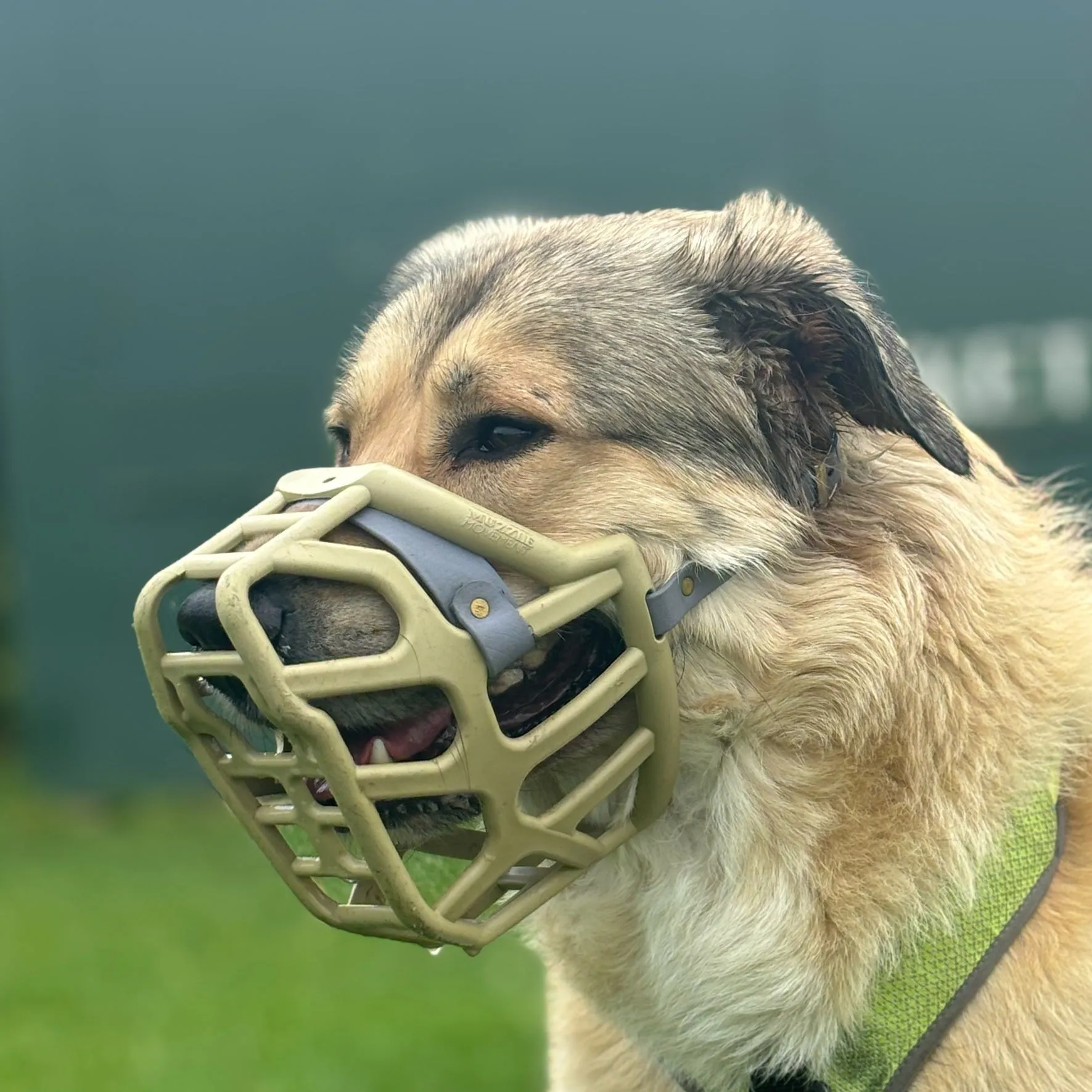 The Muzzle Movement Size Taz (Wholesale)
