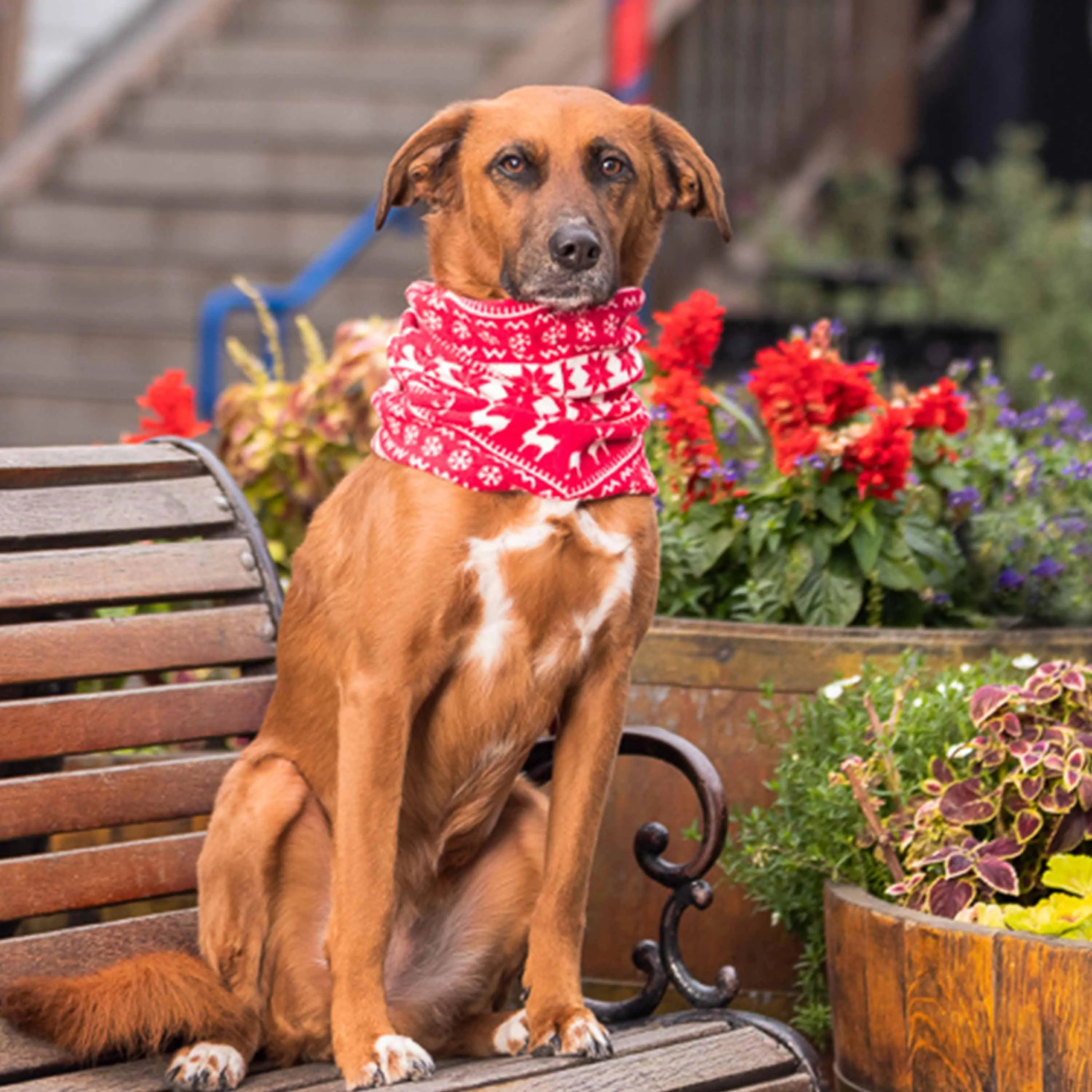 Ultra-soft Fleece Christmas Dog Sweater
