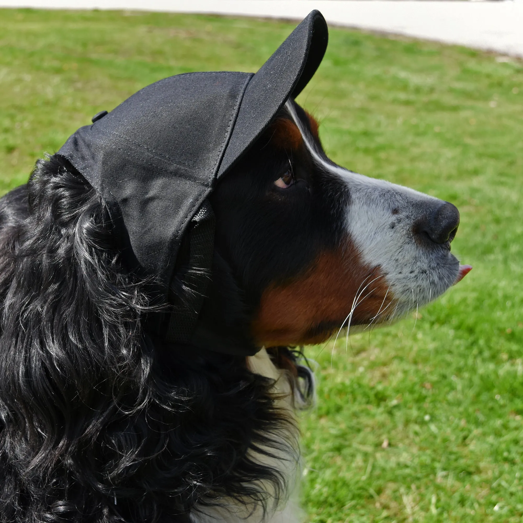 University of Washington Pet Baseball Hat